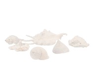 SHELL MIX WHITE ASSORTED SET OF 7