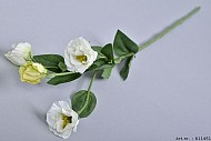 LISIANTHUS CREME 55CM PER 1