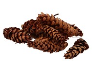 NATUUR STROBUS GROOT NATUREL PER 50 STUKS