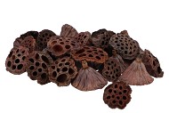 NATURE LOTUS PETIT NATUREL PAR 100 PIÈCES