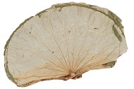 NATUUR LOTUSBLAD GROOT P/10 STUKS