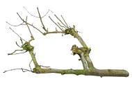NATURE BRANCH PEARS LARGE