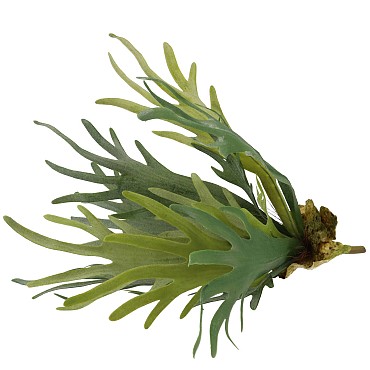 SILK FERN STAGHORN GREEN 51CM