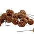 PICK NATURE PLUG SABULOSUM P/100