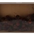 PICK NATURE PLUG MURRI BROWN P/100