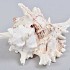 SCHELP MUREX RAMOSUS 15CM
