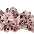 SCHELP BARNACLE 30CM NM