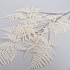 ASPARAGUSTAK CREME 125CM
