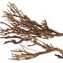 NATURE CURRY BUSH NATURRL P/500 GRAM