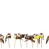 PICK BIRD ON STICK YELLOW/GREEN P/24 4X7X12CM