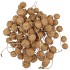 DRY PLATANE GOUD P/BUNDEL