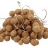 DRY PLATANE GOUD P/BUNDEL
