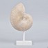 FOSSIEL OP VOET ''SCHELP'' NAT 15X9X26CM