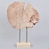 ORNAMENT SCHIJF S 36X10X50CM