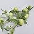 APPELTAK XL L100CM GROEN