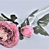 RANONKEL TAK 2 BLOEM FUCHSIA 55CM