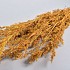 17792 dry alfonso grass oker 100cm p100 gram