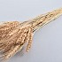 17794 dry wheat grass naturel 60cm p100 gram
