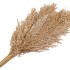 DRY WILD REED BUNCH NATUREL 75CM P/10