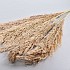 DRY WILDE RIET PLUIMEN 115CM PER 5 NATUREL