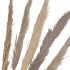 DRY PAMPAS GRAS XL NATUREL 145CM P/5