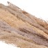 DRY PAMPAS GRAS XL NATUREL 145CM P/5