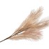 DRY PLUM BRANCH COFFEE 72CM 2021
