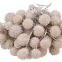 DRY PLATANE WIT PER BUNDEL