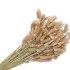 DRY LAGURUS 60CM PER BOS A 100 GRAM