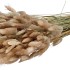 DRY LAGURUS 60CM PER BOS A 100 GRAM