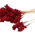 PICK RED CURRENT 10X6CM+50CM STICK P/25 NM
