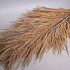 DRY PAMPAS SACUARA NATUREL 160CM P/5