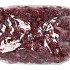 NATURE CASUARINA HEADS RED 250GR