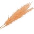 DRY PAMPAS DADANG PEACH P/5 L120CM
