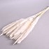 DRY PAMPAS FLUFFY BLEACHED 75-80CM 70GRAM
