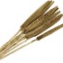 DRY BABALA GOUD 60-75CM P/10