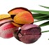 TUINPRIKKER TULP METAAL 75CM ASS P/1
