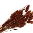 DRY LAGURUS BROWN P/50 GRAM