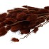 DRY LAGURUS BROWN P/50 GRAM