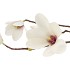 SILK MAGNOLIA WHITE/PINK 87CM NM