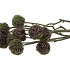 SILK SCABIOSA TAK LILA 68CM NM