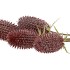 SILK DIPSACUS RED 66CM NM