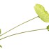 SILK POPPY LEAF GREEN 96CM NM