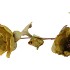 SILK POPPY 3X GREEN 76CM