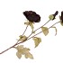 SILK POPPY 3X TAK BLACK 96CM NM