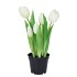 SILK TULIP IN POT 5X WHITE 26CM NM