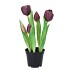 SILK TULIP IN POT 5X PURPLE 26CM NM
