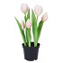 SILK TULIP IN POT 5X PINK 26CM NM