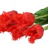 SILK TULIP 5X RED 46CM NM