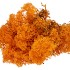 MOS ICELAND ORANJE 500GRAM